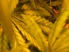 Pictures of plants 001.jpg