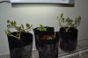 Grow 3_08-16-13_001.jpg