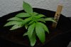 Grow 3_08-16-13_004.jpg