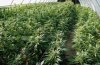 Marijuana_legalization_.jpeg