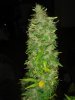 DSC03977.jpg