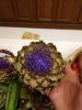 Artichoke (2).jpg