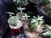 seedlings-clones.jpg