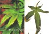 marijuana-nutrient-deficiency-phosphorus.jpg