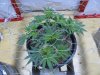 Day 46 Veg 37 middle.jpg