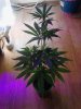 AK-49 08-28 flowering..jpg