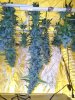 harvest - queen bud.jpg