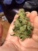 harvest - bud 4 u.jpg