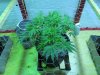 Day 55 Veg 46 middle top.jpg