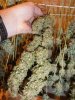 drying buds 007.jpg