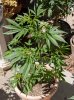 rold2tight-560996-albums-2013-outdoor-grow-picture2785605-hs2a.jpg