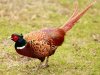 pheasants-forever-1.jpg