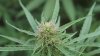 pinkpistils201309008.jpg