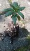 IMAG0638.jpg