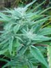 OG Kush#4 09-11.jpg