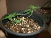 Small Deformed Plant in LST_resized.jpg