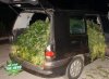 Ganja-Van.jpg