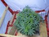 Day 65 Veg 56 right above before.jpg