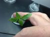 lastleaf.jpg