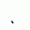 bugz[1].gif