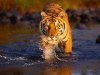 vida-tiger-in-water-1.jpg