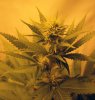 bb-day-21-bud.jpg