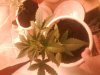 DSC00164.jpg