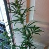 Grow Room 280.jpg