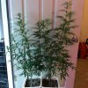 Grow Room 282.jpg