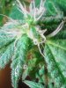 Snowcap covered in trichs! starting to pick up flowering. 09-25.jpg