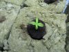 n_seedling_01.jpg