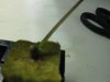 tiny bud clone.JPG