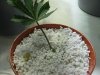 potted.JPG