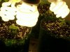 DSCF1153.jpg
