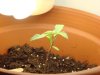 plant 1-11 days.jpg
