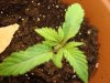 plant 1-11 days 2.jpg