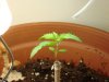 plant 2-11 days.jpg