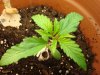 plant 2-11 days 2.jpg