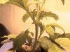 DSC00140.jpg