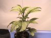 DSC00194.jpg