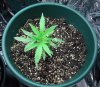 Day24_Plant1.jpg