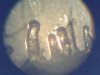 Tri-006pho.jpg