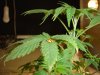 CFL FIRST TIME EXPERIMENT MEDICINAL 038.jpg