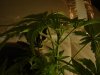 CFL FIRST TIME EXPERIMENT MEDICINAL 077.jpg