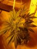 Bluecheese. flowering. 10-05.jpg