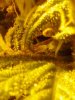 trichs. AK-49 (auto) 10-05.jpg