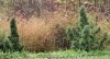 IMG_1801c.jpg
