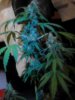 3 cola shot. AK-49 (auto) 10-09.jpg