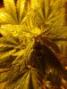 1 of many colas. Afghan Kush. 10-12.jpg