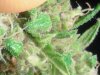 PV#2 (pink pheno). 10-12 cropped out tonight..jpg